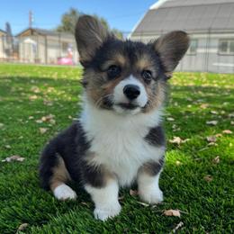 George - Black and tan male American Corgi puppy in Red Bluff, California from Circle T Livestock & K9 Co.