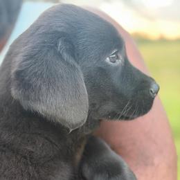 Freedom - Black female Labrador Retriever puppy in Archer Lodge, North Carolina from Archer Lodge Labradors