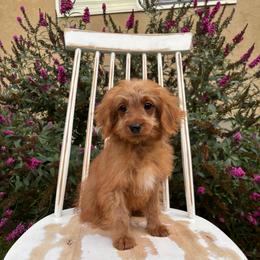 Rocket - Red  male Goldendoodle puppy in Herriman, Utah from Gypsi Doodles & Poodles LLC.