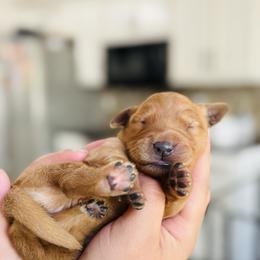 Golden Retriever Puppies from Revival Retrievers
