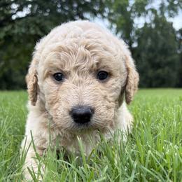 Green - Cream male Goldendoodle puppy in Winston, Georgia from Grandview Goldendoodles