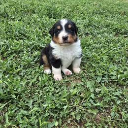 Miniature American Shepherd Puppies from Magnolia Tree Miniature American Shepherds