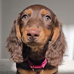 Farrah - Dachshund