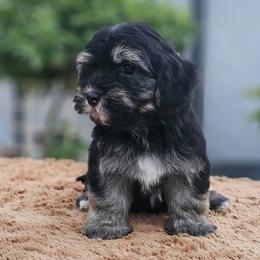 Cavachon, Cavalier King Charles Spaniel, Cavapoo, and Havanese Puppies from Peaks Pups & Cavachon Love Chocolate Cavaliers, Cavaliers, Cavachon’s, Cavapoos & Havanese