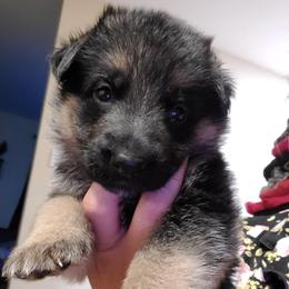 Purple - Black and red female German Shepherd puppy in Coatesville, Pennsylvania from Jessica's German Shepherds