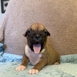 Boy 3 - Fawn male Boxer puppy in Prestonsburg, Kentucky from Bre’s Boxers