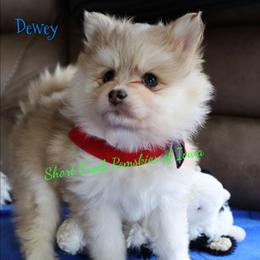 Dewey - Merle male Pomsky puppy in Zearing, Iowa from Short Creek Pomskies of Iowa