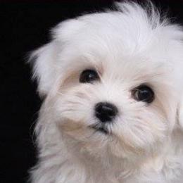 Maltese from Angel-Lite Maltese