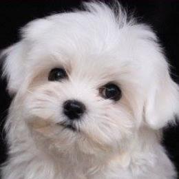 Maltese from Angel-Lite Maltese