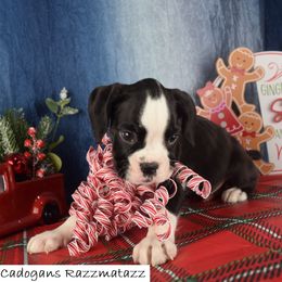 Cadogans Razzmatazz - Brindle male Boxer puppy in Clinton, Iowa from Cadogans Boxers