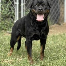 Jucy - Black and mahogany female Rottweiler puppy in Hermitage, Tennessee from Morris Rottweilers