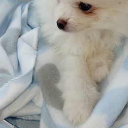 Pomeranians from Deneen's Pomeranians
