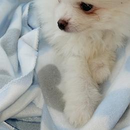 Pomeranians from Deneen's Pomeranians