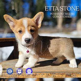 Etta Stone - Red female Pembroke Welsh Corgi puppy in Fortine, Montana from North Star Pembroke Welsh Corgi's