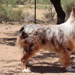 Australian Shepherd puppies from Soqui Ortiz Cattle Ranch