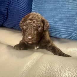 Macbeth - Brown and white male Aussiedoodle puppy in Lake City, Florida from Dream Hollow Farm