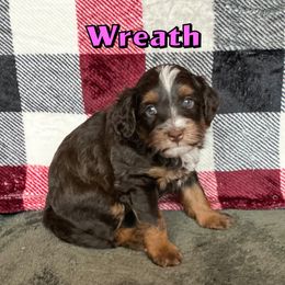 Wreath - Brown and white female Bernedoodle puppy in Banner Elk, North Carolina from Walnut Tree Bernedoodles
