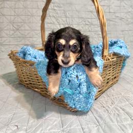 Prancer - 2500- traveling to North Carolina for delivery - Black and cream male Dachshund puppy in Biloxi, Mississippi from Southern Doxies Ms