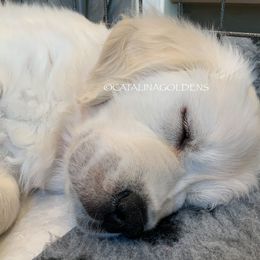 Golden Retriever Puppies from “Catalina Goldens” European Pedigree Companions