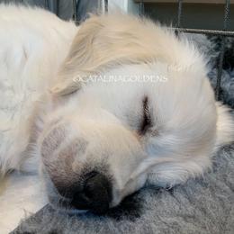 Golden Retriever Puppies from “Catalina Goldens” European Pedigree Companions