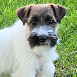 Liberty - White and tan female Russell Terrier puppy in Royal Oaks, California from Rose In Vale Russell Terriers