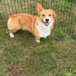 Twinkie - Red female Pembroke Welsh Corgi puppy in Stuart, Iowa from Johnson Family Paws