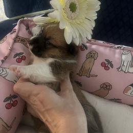 Daisy - White and red female Pembroke Welsh Corgi puppy in New Waverly, Texas from Corgie & Cream Paradise