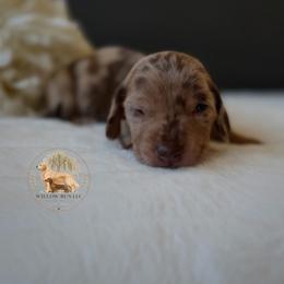Ranger (Winchester Waffles) - Dapple male Dachshund puppy in Lumber City, Georgia from Willow Run LLC