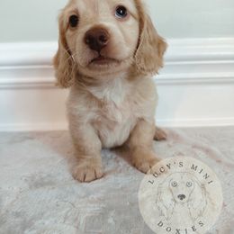 Dachshund Puppies from Lucy’s Mini Doxies