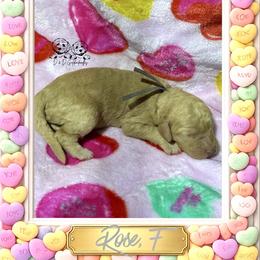 Rose - Cream female Goldendoodle puppy in Simpsonville, South Carolina from D & D Golden Doodles, LLC