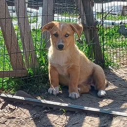 Variegated - Sable merle and white American Corgi puppy in Ellensburg, Washington from Faery Mount Farm