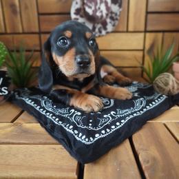 River - AKC - Black and tan male Dachshund puppy in Miami, Florida from Oscar's Dachshunds