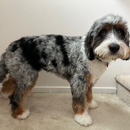 Sunday - Bernedoodle