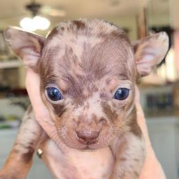 Yamper - Merle male Chihuahua puppy in Eustis, Florida from Chichianna's Legacy