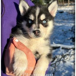 Runamok Ring Out Wild Bells (Bell) - Black and white female Pomsky puppy in St. Maries, Idaho from Runamok Farm