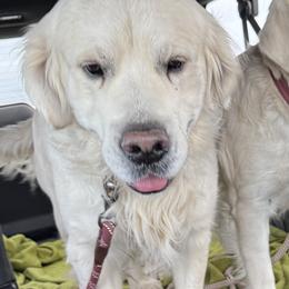 Cash - Golden Retriever