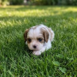 Brandy - Blenheim female Cavalier King Charles Spaniel puppy in Pennsylvania from Julie's Cavalier King Charles Spaniels