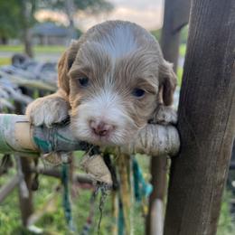 Cockapoo Puppies from East St. Poodles & Doodles