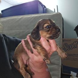 G3 - Sable female Dachshund puppy in Lansing, Michigan from Black Thunder 517 Dachshunds and frenchies