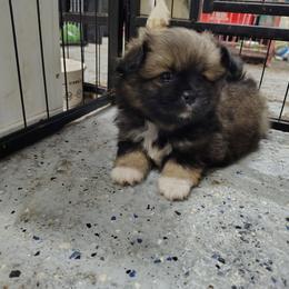 Tim - male Companion Cross puppy in Andrews, South Carolina from Purple Diamonds Kennel