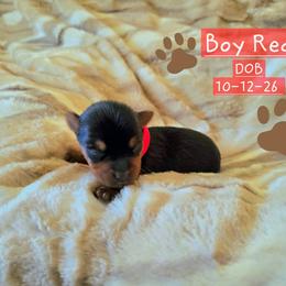 Santa - Black and tan male Yorkshire Terrier puppy in Nitro, West Virginia from Kathryn's Yorkies