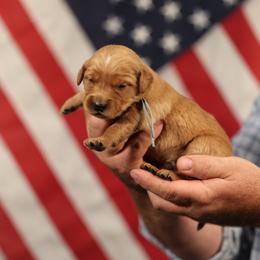 Mr. Darcy - Golden male Golden Retriever puppy in Payette, Idaho from Stonewick Retrievers