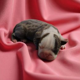 Blue female boston - Blue female Boston Terrier puppy in Salisbury, North Carolina from P3 Boston Terriers in NC