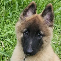Belgian Tervuren from Baulerschmidt Belgians
