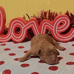 Benjamin - Red male Cavapoo puppy in Dallas, Texas from Halo's Heroes Doodles