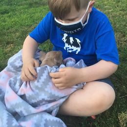 French Bulldog and Rottweiler Puppies from Starkhaus Rottweilers