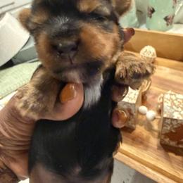 Boy 4 - Blue and gold male Yorkshire Terrier puppy in Midland, Georgia from Shanequa's Yorkshire Terriers