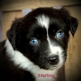 Starling - Black & white female Miniature Australian Shepherd puppy in Chino Valley, Arizona from BlueZion Aussies