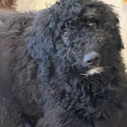 Valor - Black and white female Bernedoodle puppy in Westminster, South Carolina from Goldendoodlepuppiessc