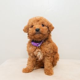 Nola - Red  female Goldendoodle puppy in Tucson, Arizona from Ever After Doodles Arizona